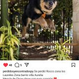 Picture of dog lost at Villarrica Paraguay