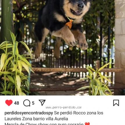 Photo 1/1 Rocco Chien lost in Villarrica paraguay