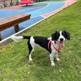 Picture of dog lost at Iquique