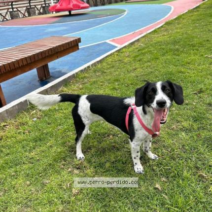 Photo 1/1 Serena Chien lost in Iquique