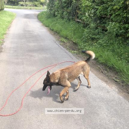 Photo 1/1 USHER Chien lost in Bassignac le bas