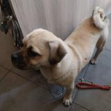 Picture of dog found at Noisy Le Sec