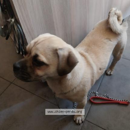 Photo 1/1 Found dog Found in Noisy le sec