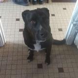 Picture of dog lost at Albi