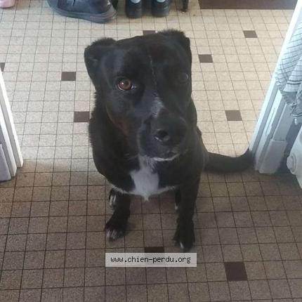 Photo 1/1 Falco Chien lost in Albi