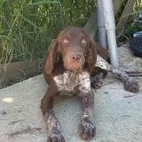 Picture of dog lost at Ners