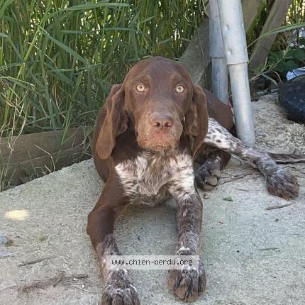 Photo 1/1 Poupoune Chien lost in Ners