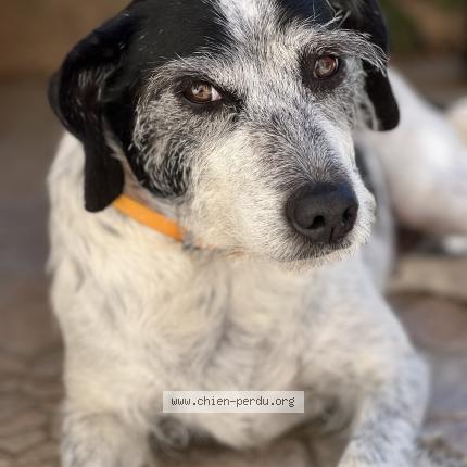 Photo 1/1 Jincka Chien lost in Jonquieres st vincent