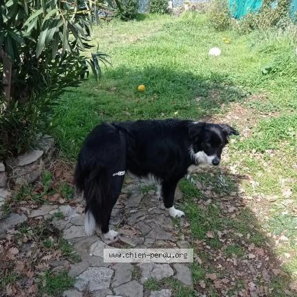 Photo 1/2 Dog reunited Lost in Draguignan