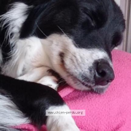 Photo 2/2 Dog reunited Lost in Draguignan