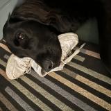 Picture of dog lost at Viroflay