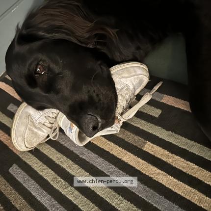 Photo 1/1 Moe Chien lost in Viroflay