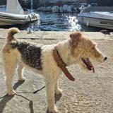 Picture of dog lost at Marseille