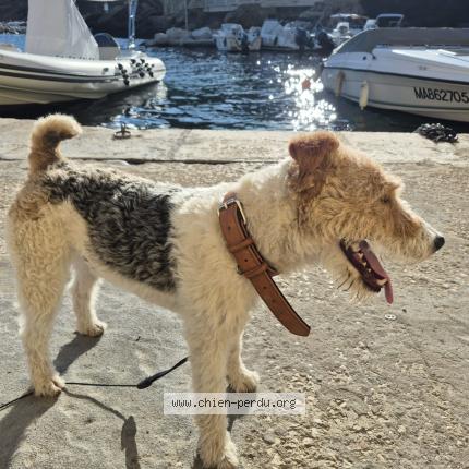 Photo 1/1 Milou Chien lost in Marseille