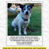 Picture of dog lost at Santiago