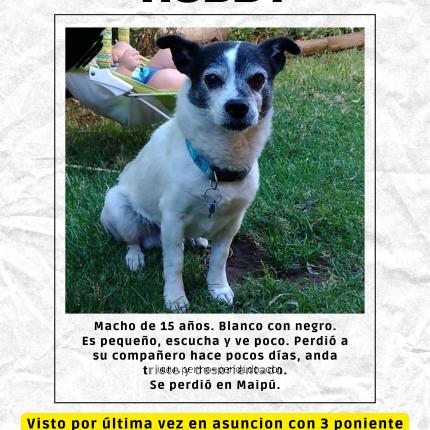 Photo 1/1 Hoddy Chien lost in Santiago