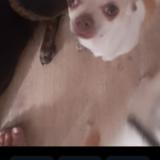 Picture of dog lost at Etampes