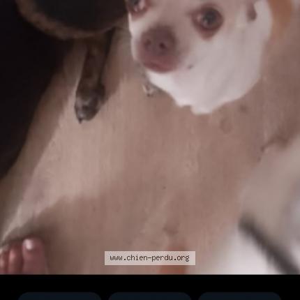 Photo 1/1 Pitchoune Chien lost in Etampes