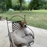 Picture of dog lost at Les Milles