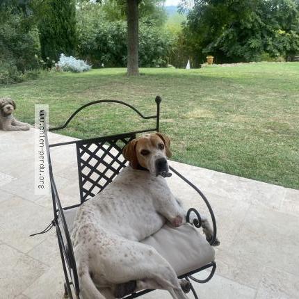 Photo 1/1 Pourquoi Chien lost in Les milles