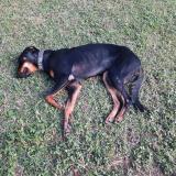 Picture of dog lost at Yahoue