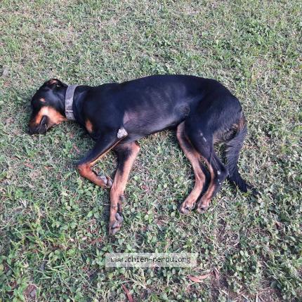 Photo 1/1 Shiny Chien lost in Yahoue