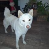 Picture of dog lost at Cabannes