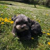 Picture of dog lost at Jacob Bellecombette