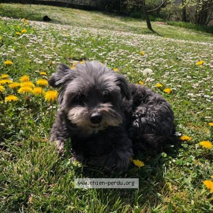 Photo 1/1 Pipo Chien lost in Jacob bellecombette