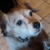 Picture of dog lost at Cournon D Auvergne