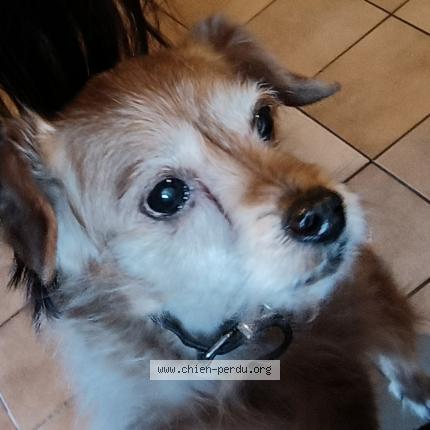 Photo 1/1 Cheyenne Chien lost in Cournon d auvergne