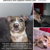 Picture of dog lost at Huisnes Sur Mer