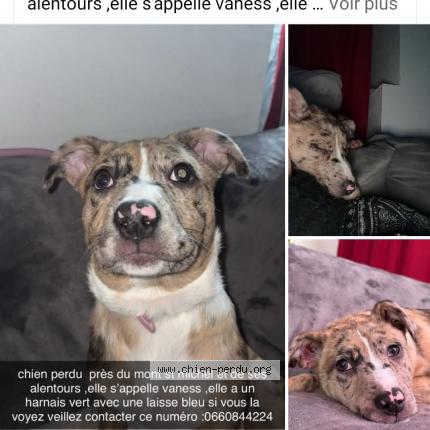 Photo 1/1 Vaness Chien lost in Huisnes sur mer