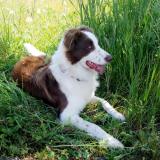 Picture of dog lost at Carpentras