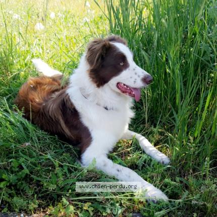 Photo 1/1 Onyl Chien lost in Carpentras