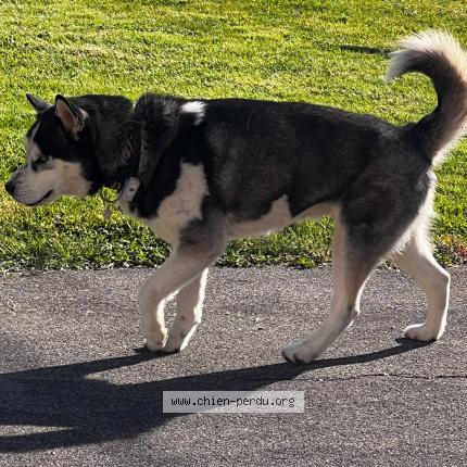Photo 1/1 Jacques Boymond Chien lost in Vulbens