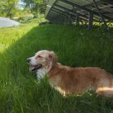 Picture of dog lost at Saint Saud Lacoussiere