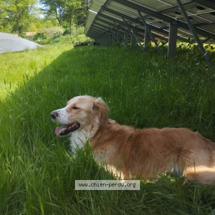 Photo 1/1 Dune Chien lost in Saint saud lacoussiere