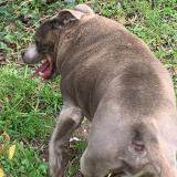 Picture of dog found at Draveil