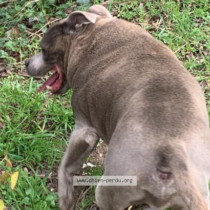 Photo 1/1 Found dog Found in Draveil