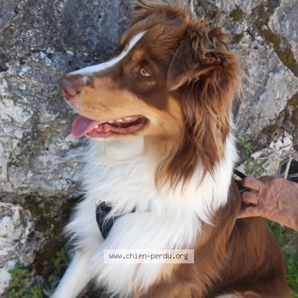 Photo 1/1 Found dog Found in Nice