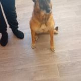 Picture of dog lost at Angouleme