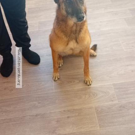 Photo 1/1 Lessy Chien lost in Angouleme