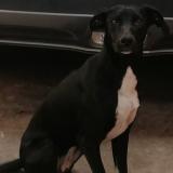 Picture of dog lost at Quilpue