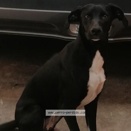 Photo 1/1 Botitas Chien lost in Quilpue