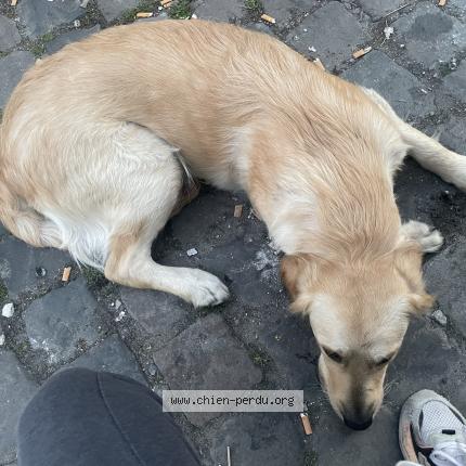 Foto van gevonden hond in Ransart