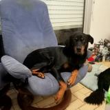 Picture of dog lost at Nantes