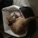 Picture of dog lost at Lehon