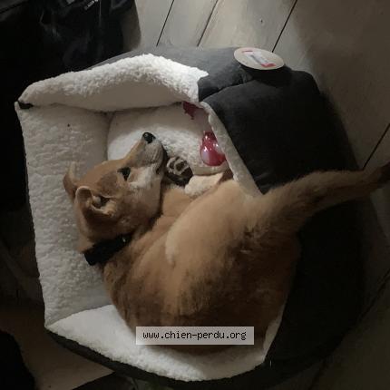 Photo 1/1 Aiko Chien lost in Lehon