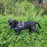 Picture of dog lost at Le Boulou